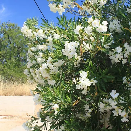 With Parking Space Sali, Dugi Otok - 8084 Sali