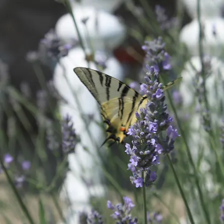 With Parking Space Sali, Dugi Otok - 8084 Appartement