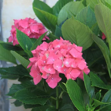 With Parking Space Sali, Dugi Otok - 8084 * Sali