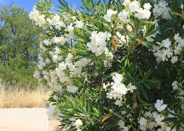 With Parking Space Sali, Dugi Otok - 8084 Sali