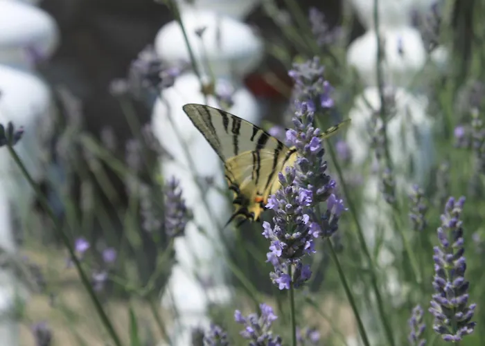 With Parking Space Sali, Dugi Otok - 8084 Apartman