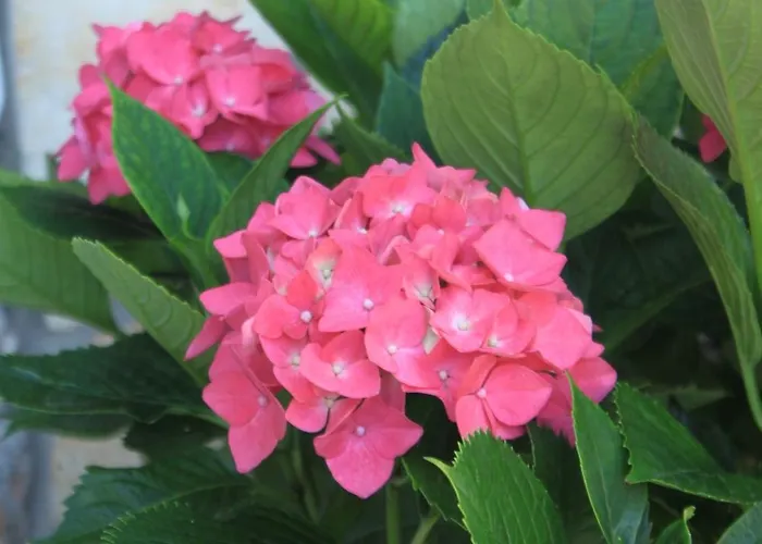 With Parking Space Sali, Dugi Otok - 8084 * Sali