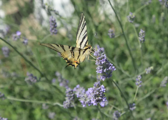 Apartman With Parking Space Sali, Dugi Otok - 8084 *